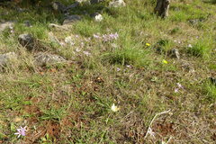 Colchicum cupanii