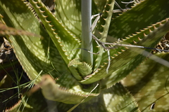Aloe maculata