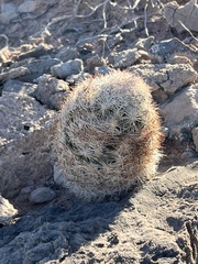 Escobaria chlorantha