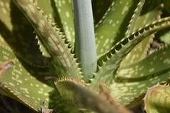 Aloe maculata