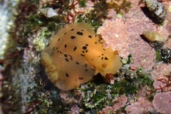 Dendrodoris fumata