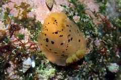Dendrodoris fumata