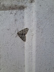 Phigalia denticulata