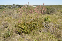 Aloe maculata