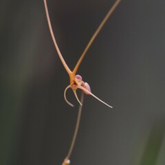 Utricularia dunlopii