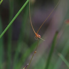 Utricularia dunlopii
