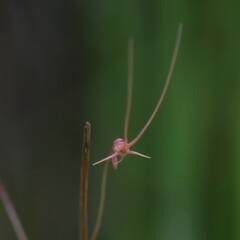 Utricularia dunlopii