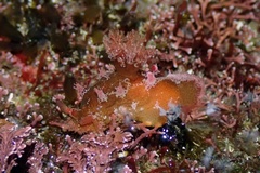 Plocamopherus imperialis