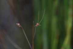 Utricularia dunlopii