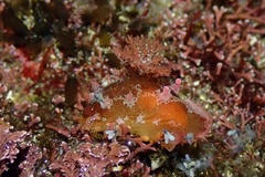 Plocamopherus imperialis