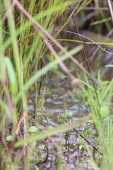 Utricularia dunlopii