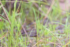 Utricularia dunlopii
