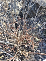 Goniolimon tataricum