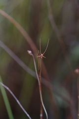 Utricularia dunlopii