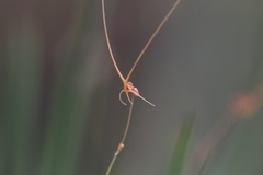 Utricularia dunlopii