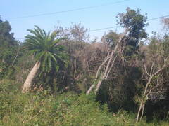 Encephalartos altensteinii