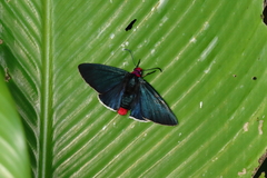 Pyrrhopyge charybdis