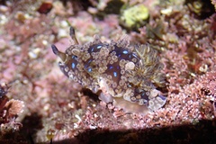 Dendrodoris krusensternii