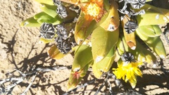 Glottiphyllum
