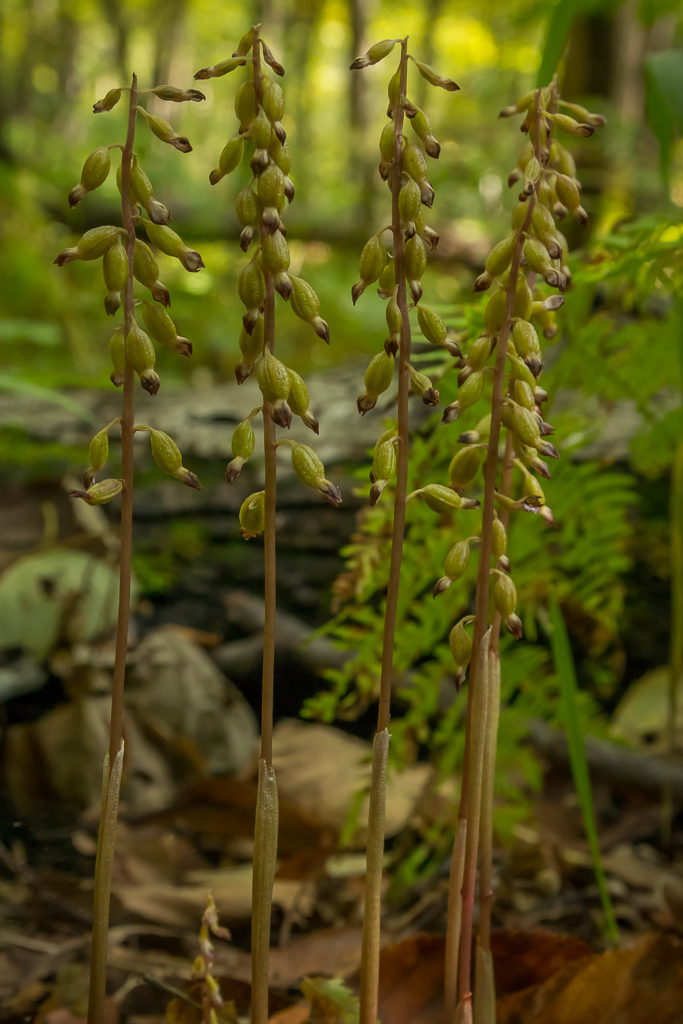 Corallorhiza odontorhiza var. odontorhiza