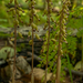 Corallorhiza odontorhiza odontorhiza - Photo (c) Brett Whaley, algunos derechos reservados (CC BY-NC)