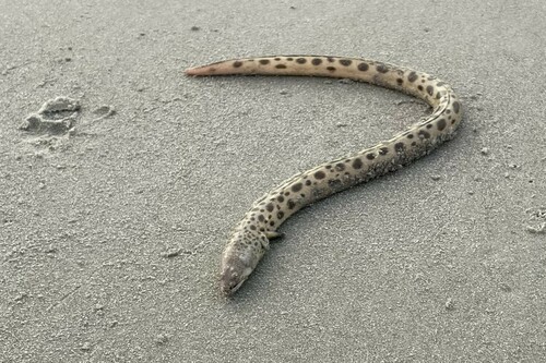 Spotted Spoon-nose Eel (Echiophis intertinctus) — Ophichthidae — 4