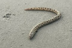 Echiophis intertinctus