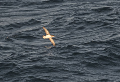 Puffinus gavia