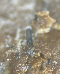 Delitschia marchalii