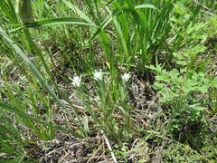 Leontopodium leontopodioides