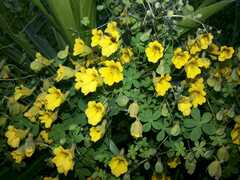 Tropaeolum brachyceras