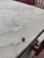 Chrysolina americana