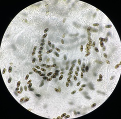 Delitschia marchalii