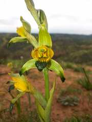 Chloraea disoides