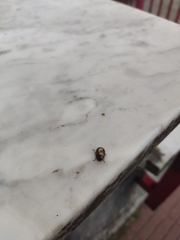 Chrysolina americana