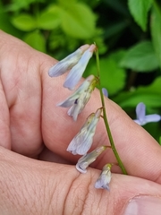 Vicia disperma