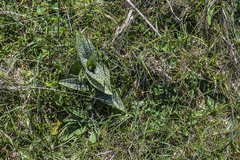Dactylorhiza majalis