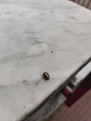 Chrysolina americana