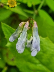 Vicia disperma