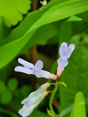 Vicia disperma