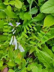 Vicia disperma