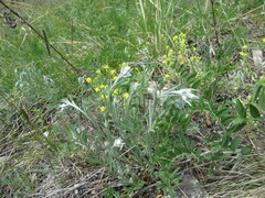 Leontopodium leontopodioides