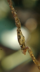 Cyclosa