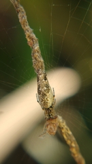 Cyclosa