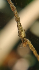 Cyclosa