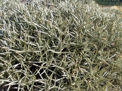 Anarthrophyllum desideratum