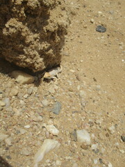 Meroles suborbitalis