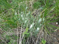 Leontopodium leontopodioides