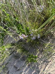 Solanum africanum