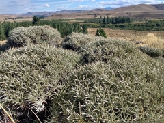 Anarthrophyllum desideratum